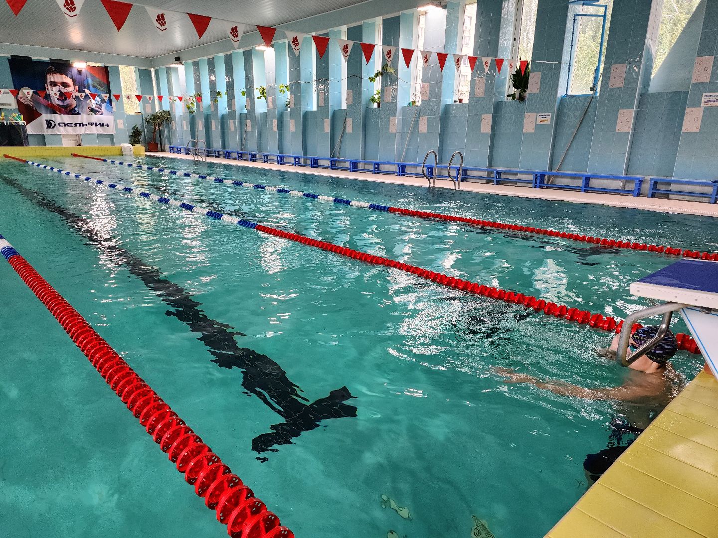 бассейн, бассейн видное, бассейн развилка, дельфин маудоц, ленинский округ, андрей шишин,