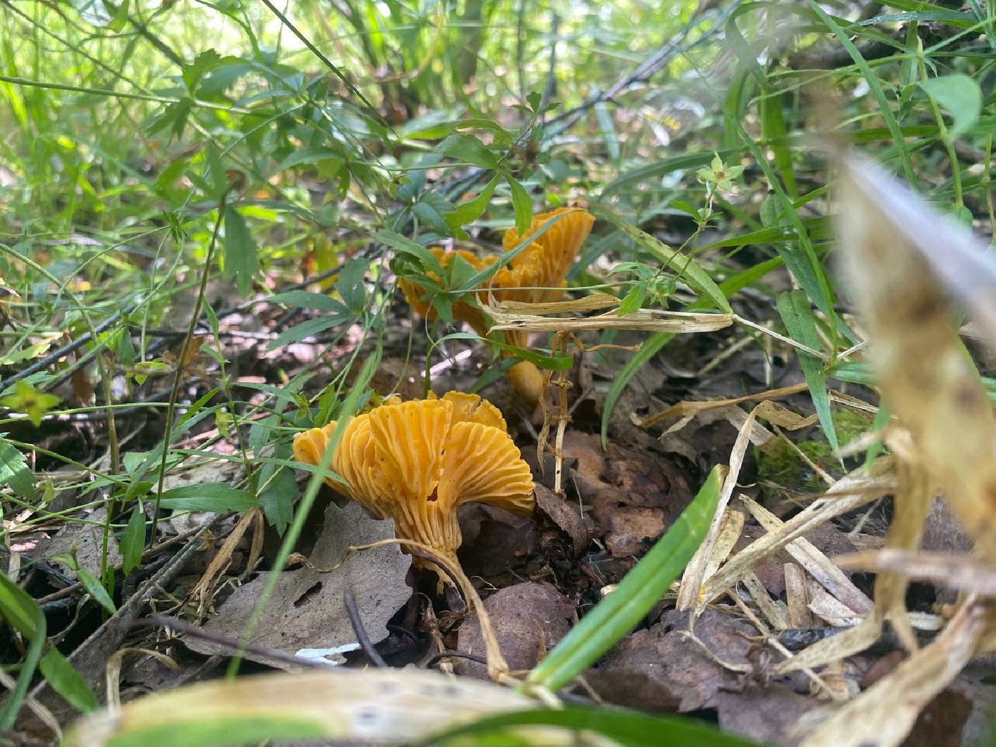 Черноголовка, грибы в лесу, Грибник, природа,