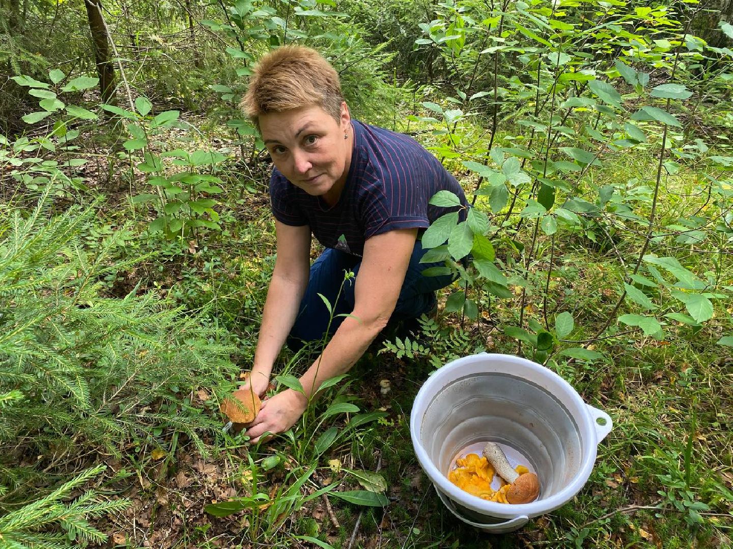 Черноголовка, грибы в лесу, Грибник, природа,