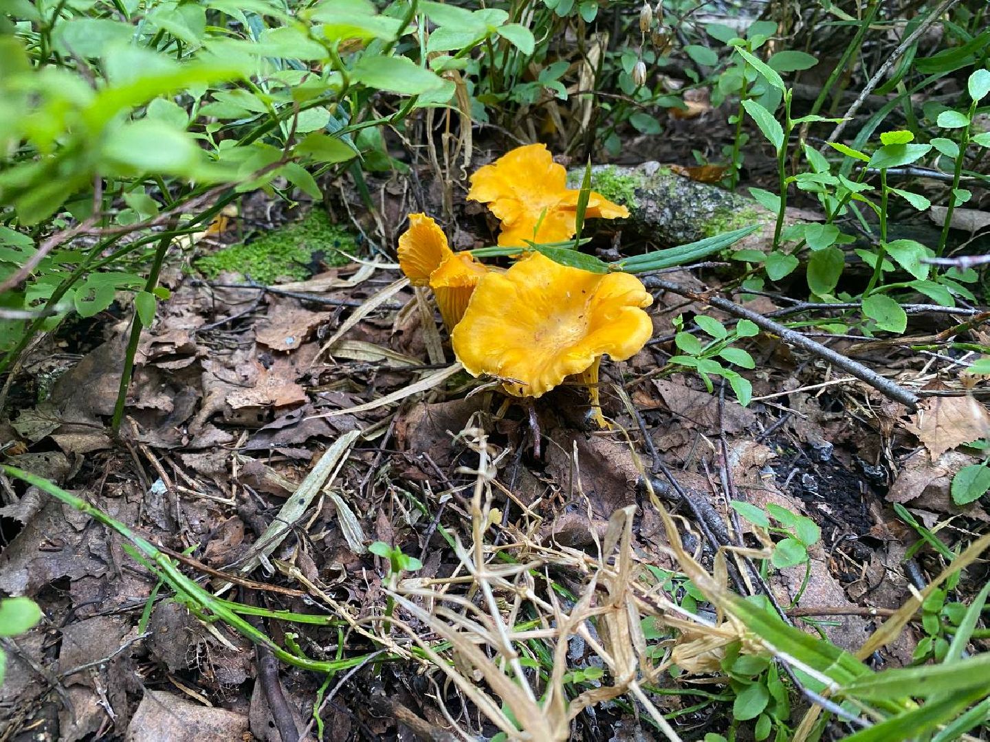 Черноголовка, грибы в лесу, Грибник, природа,