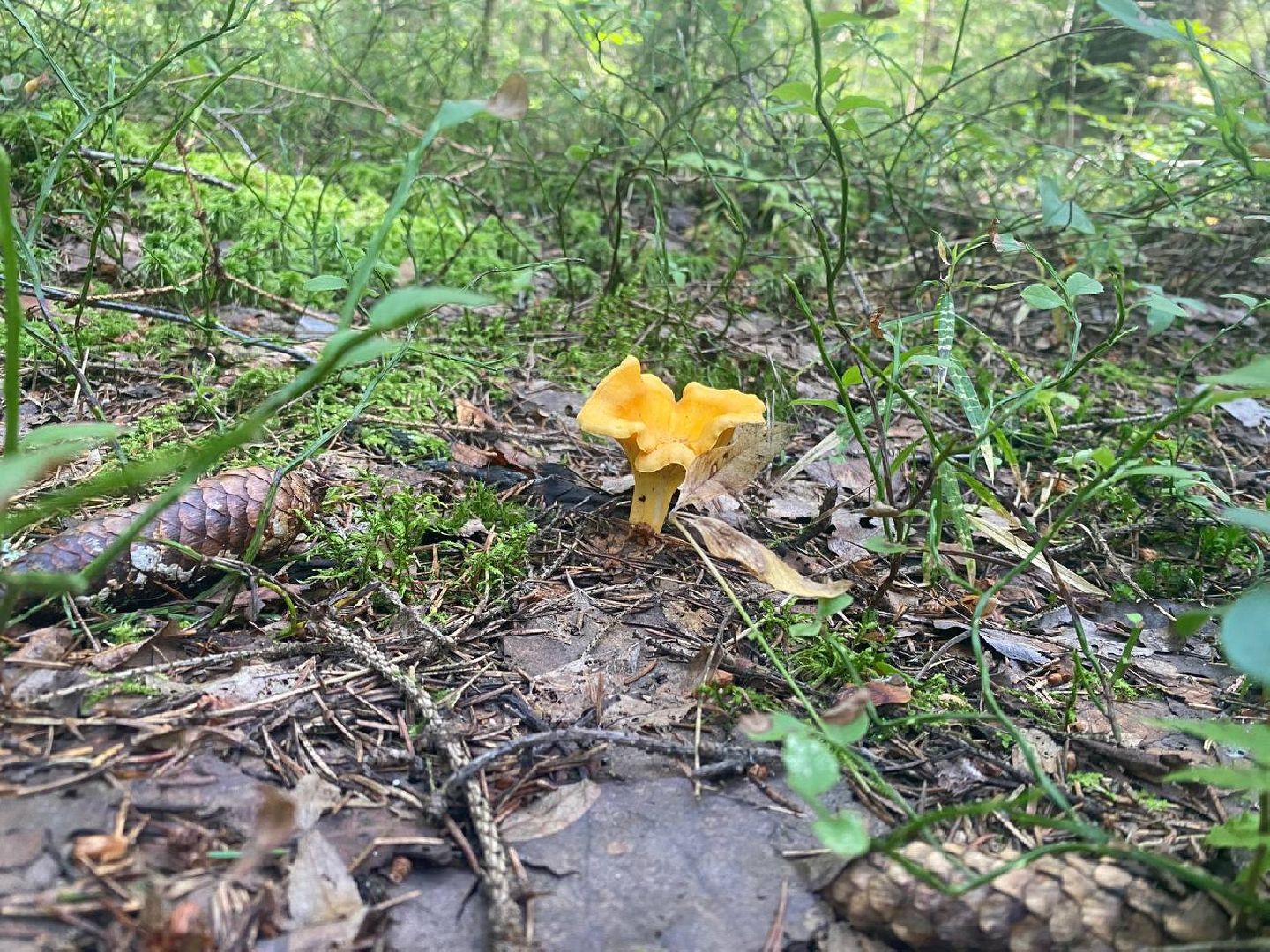 Черноголовка, грибы в лесу, Грибник, природа,