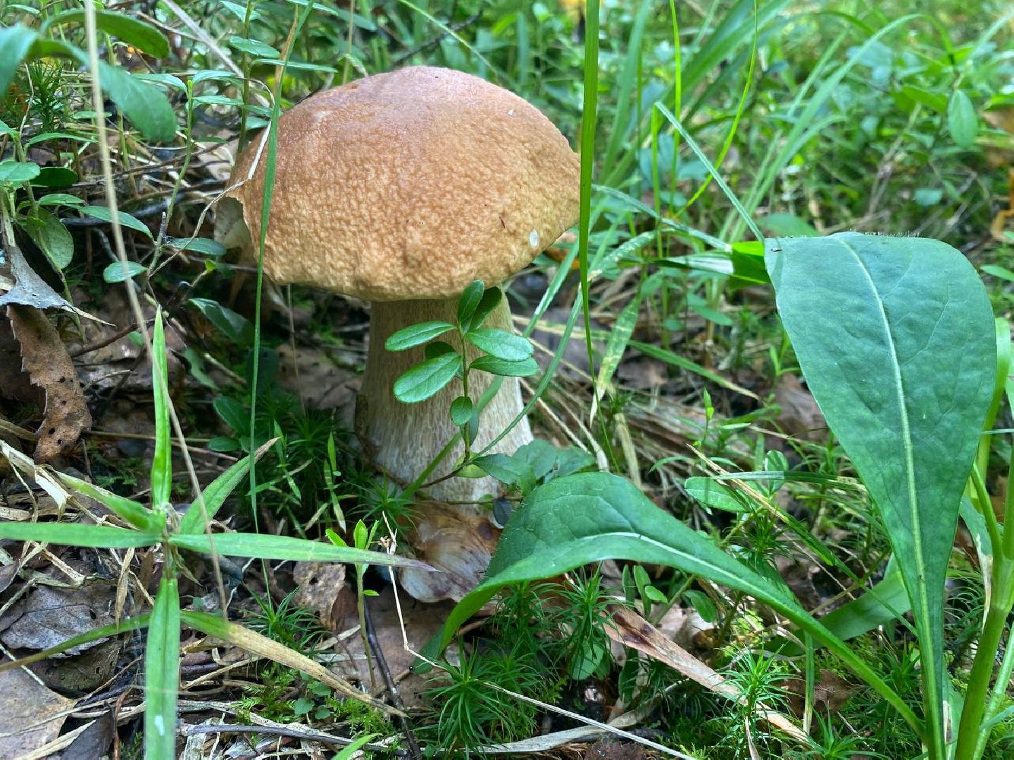 Черноголовка, грибы в лесу, Грибник, природа,