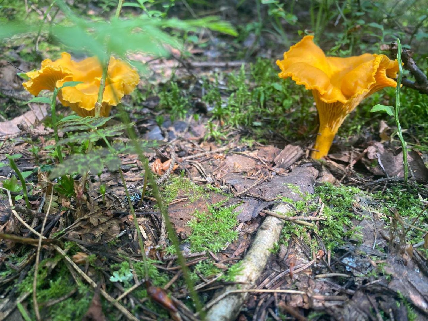 Черноголовка, грибы в лесу, Грибник, природа,