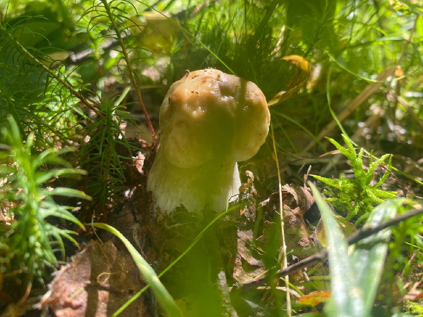 Черноголовка, грибы в лесу, Грибник, природа,