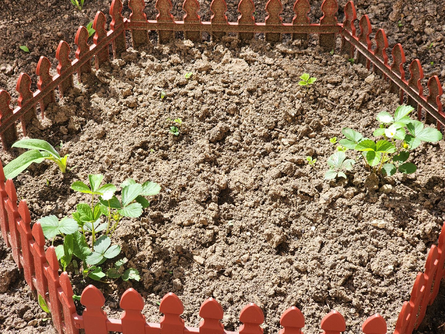 долгопрудный, конкурс по благоустройству, цветник, ландшафтный дизайн, хлебниково,