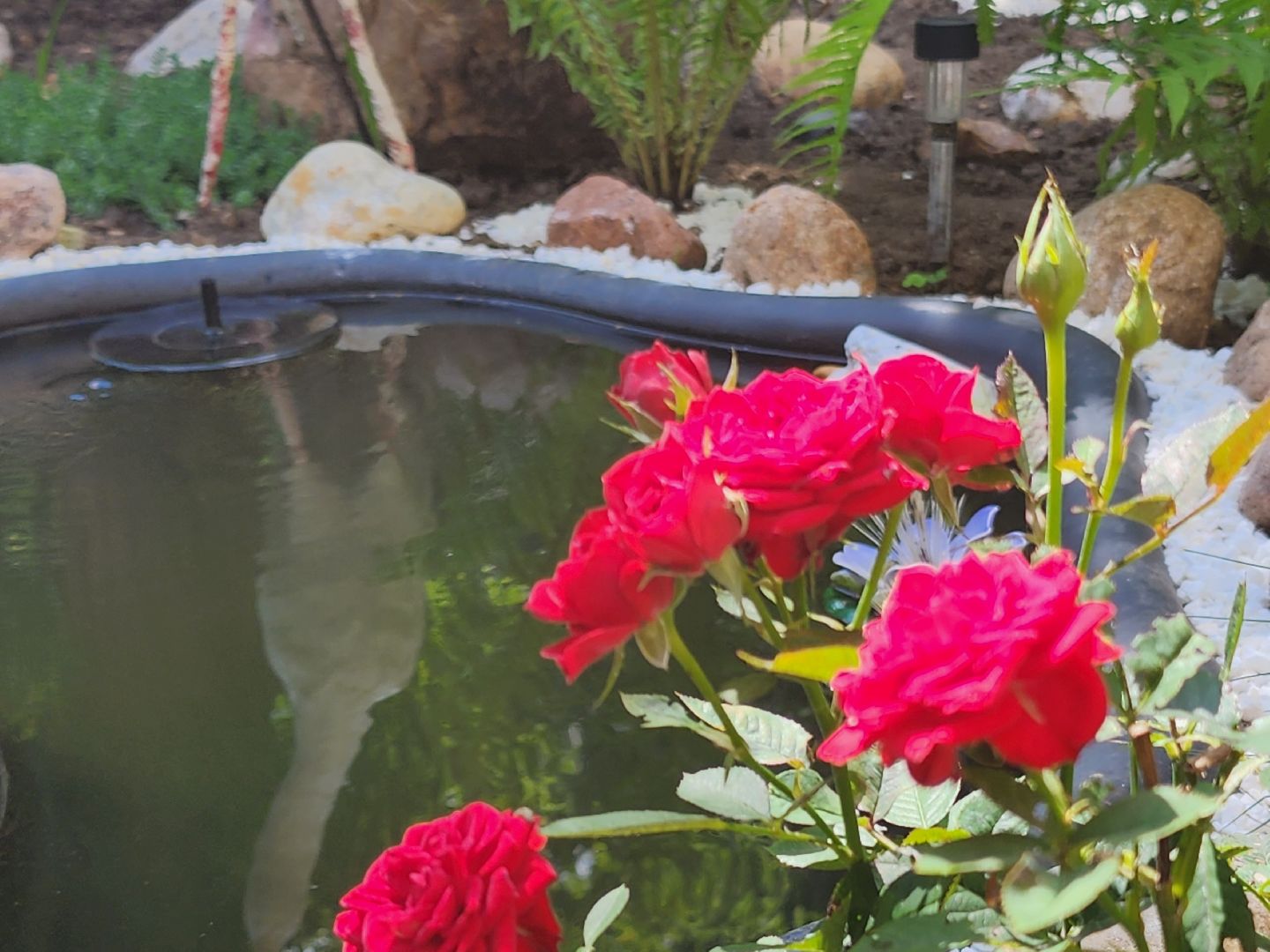 долгопрудный, конкурс по благоустройству, цветник, ландшафтный дизайн, хлебниково,