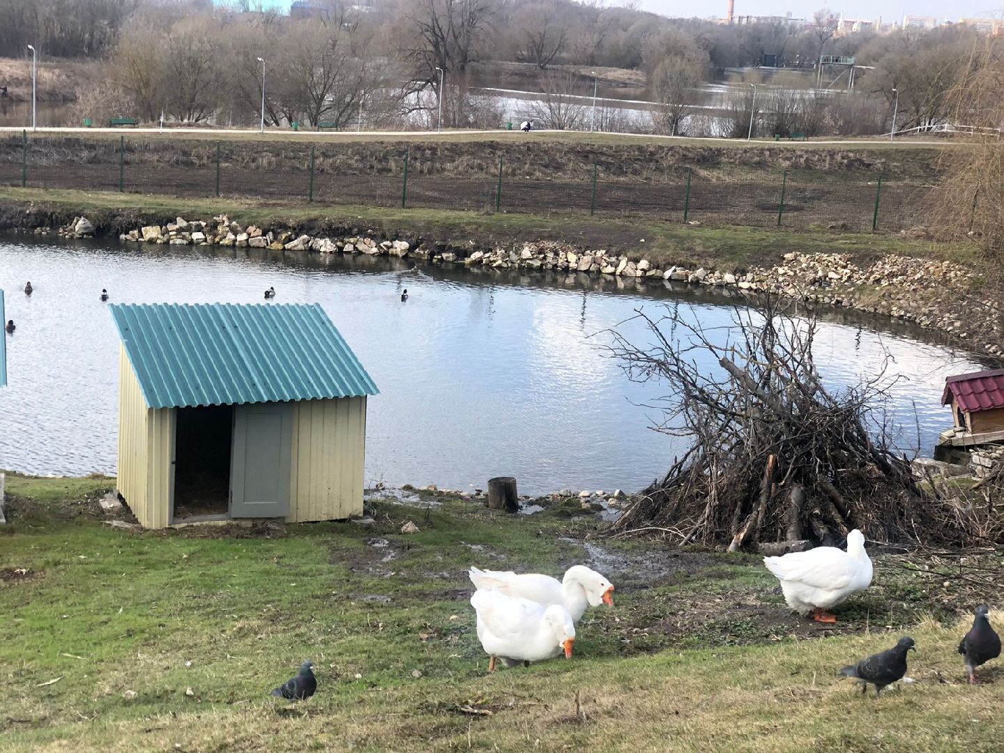 Серпухов, Подмосковье, утки, карпы, парк, монастырь, весна
