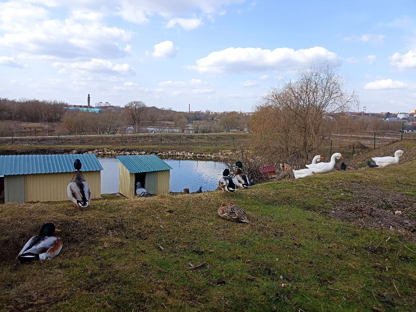 Серпухов, Подмосковье, утки, карпы, парк, монастырь, весна