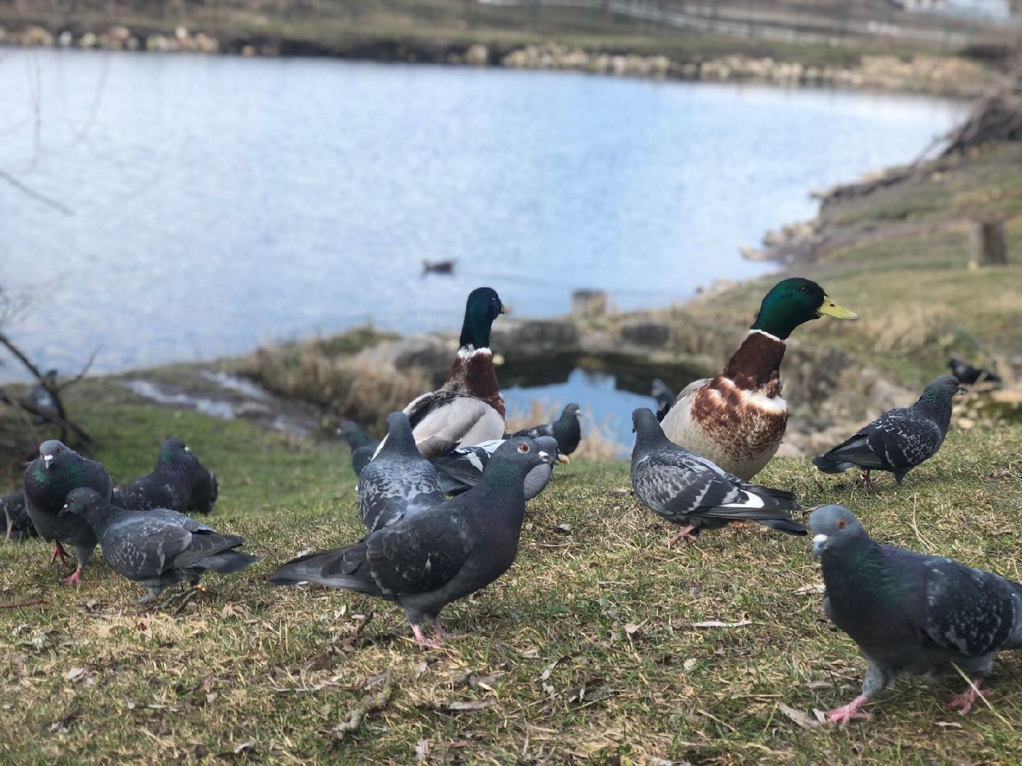 Серпухов, Подмосковье, утки, карпы, парк, монастырь, весна