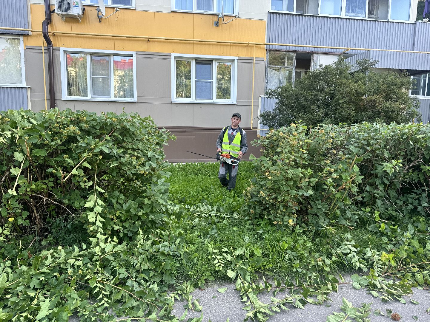 шаховская, коммунальная служба, обрезка кустов,