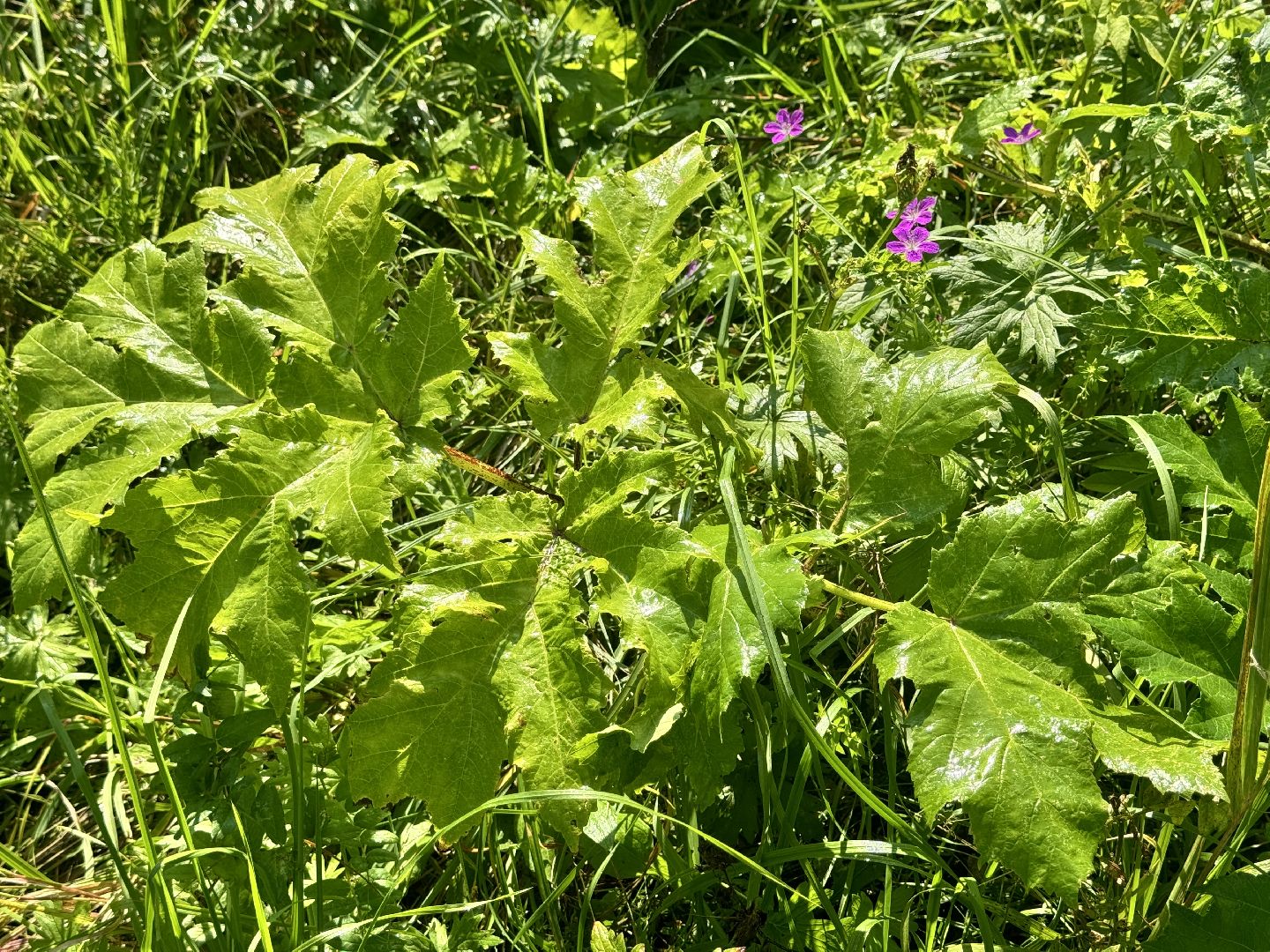 шаховская, борщевик, борщевик сосновского, обработка от борщевика, коммунальная служба,