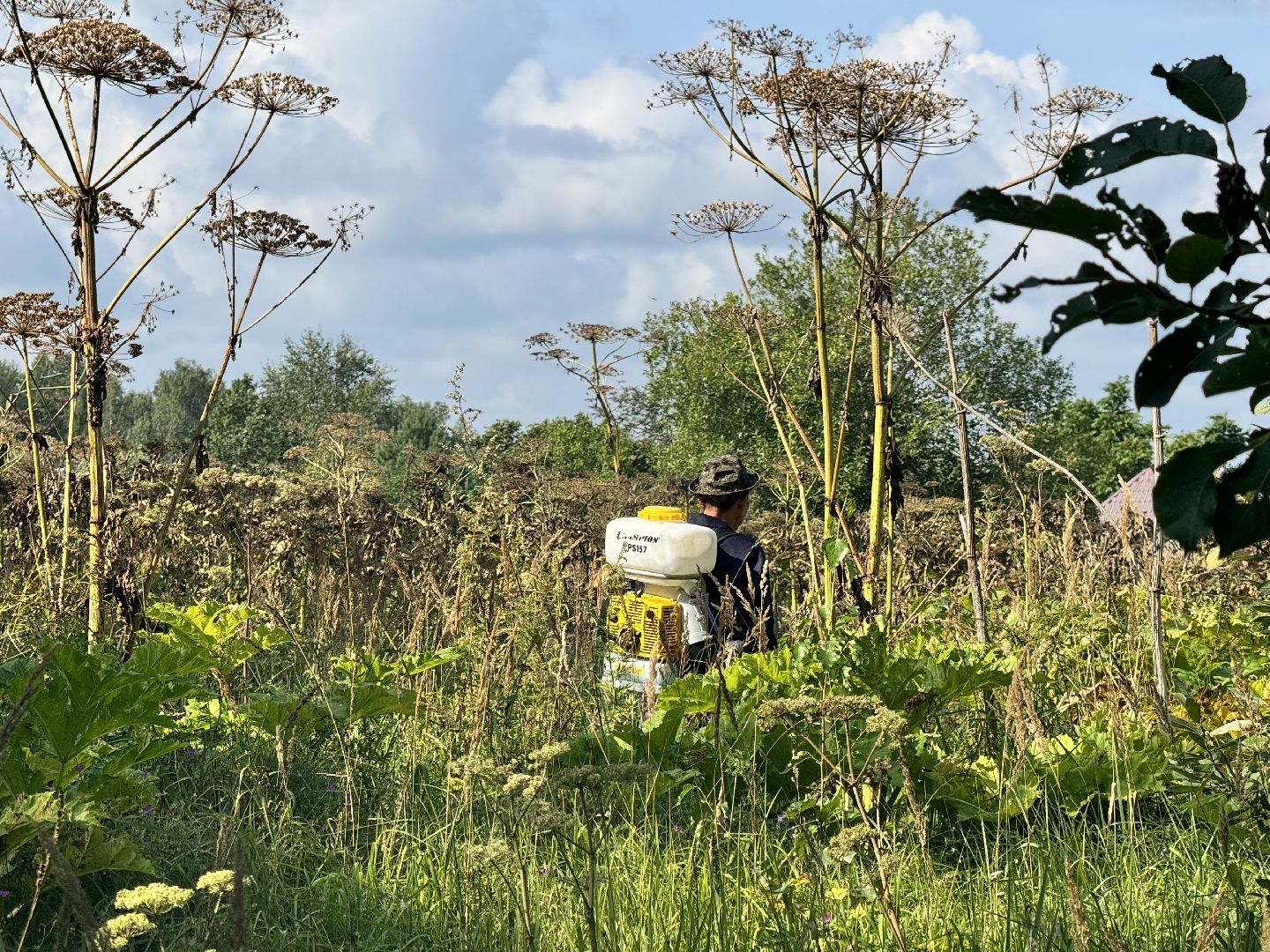 шаховская, борщевик, борщевик сосновского, обработка от борщевика, коммунальная служба,