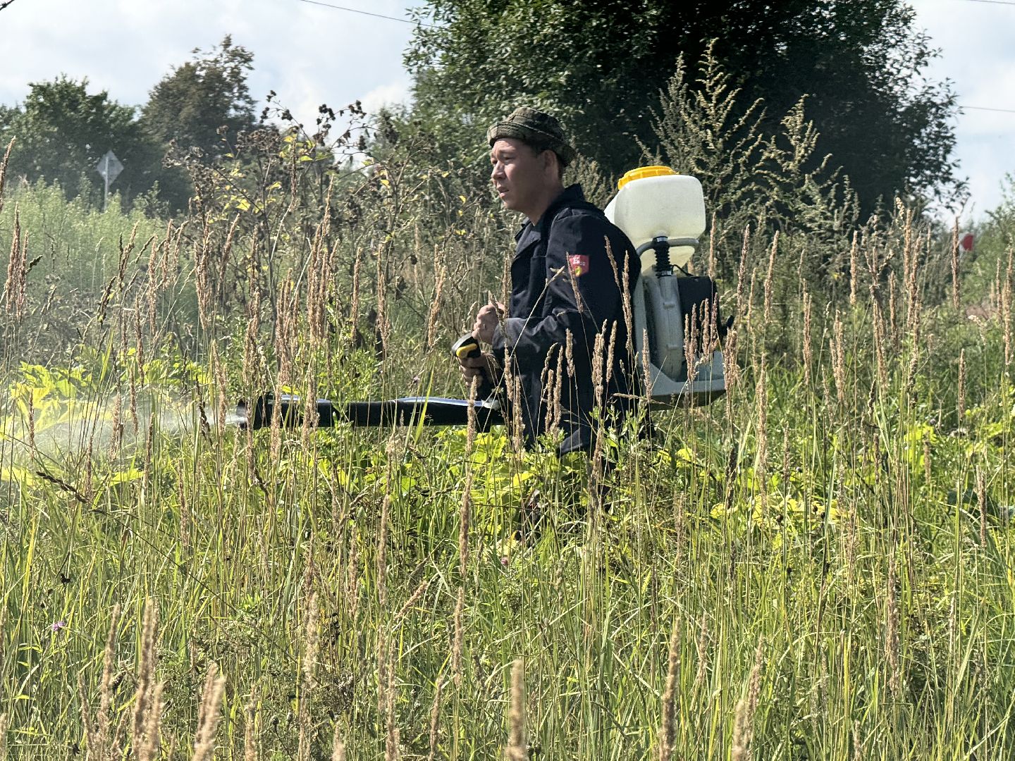 шаховская, борщевик, борщевик сосновского, обработка от борщевика, коммунальная служба,