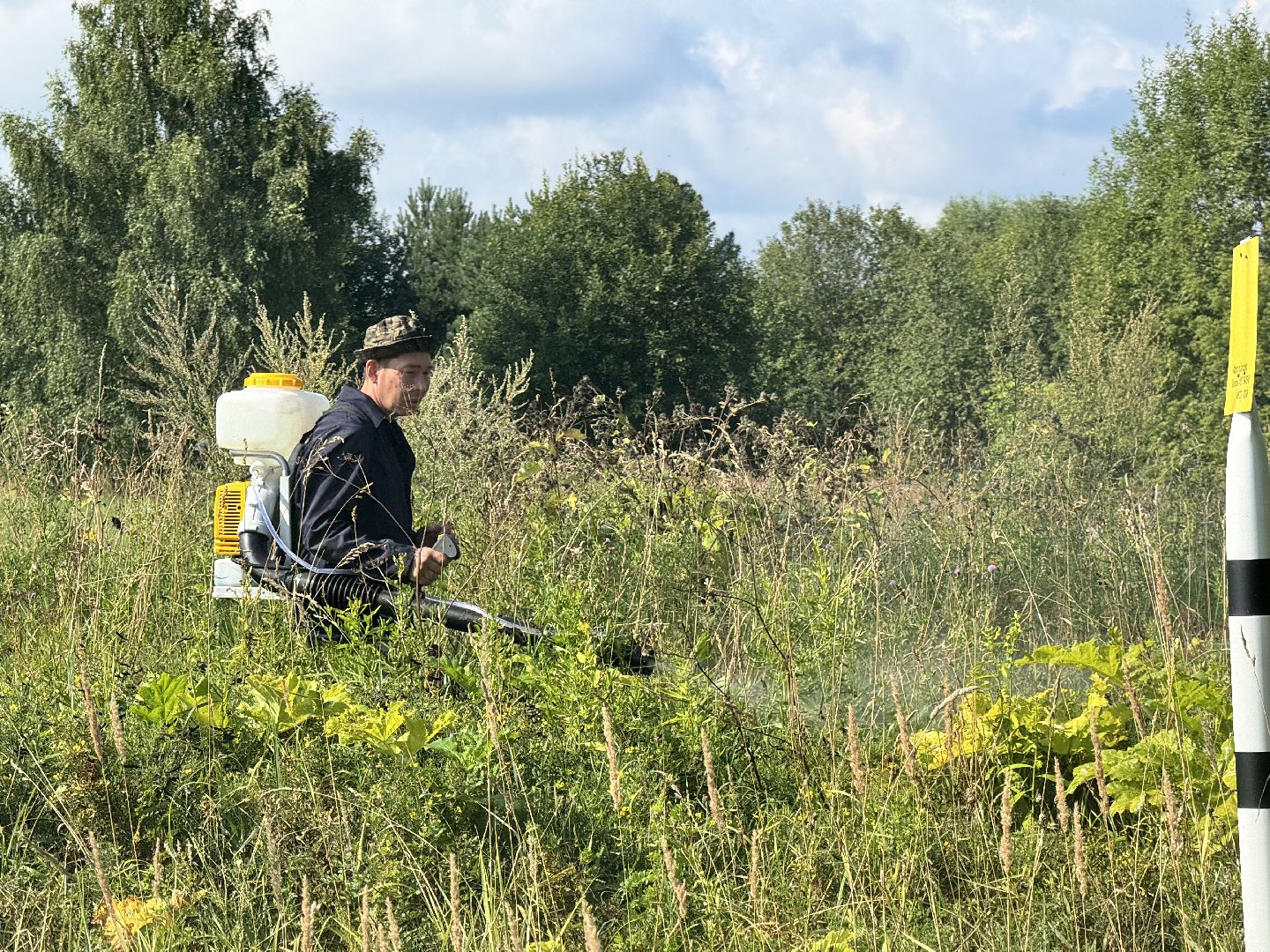 шаховская, борщевик, борщевик сосновского, обработка от борщевика, коммунальная служба,
