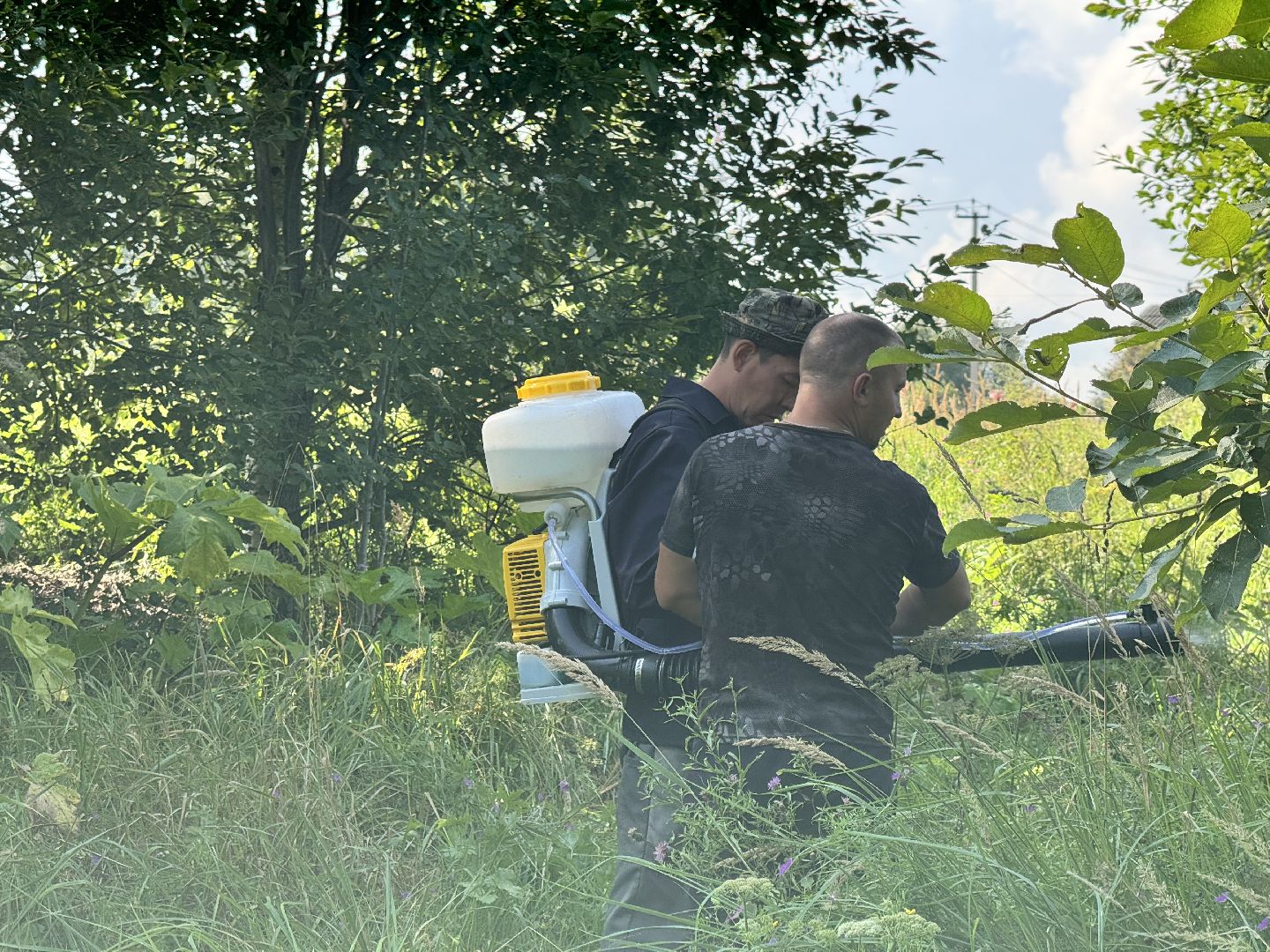 шаховская, борщевик, борщевик сосновского, обработка от борщевика, коммунальная служба,