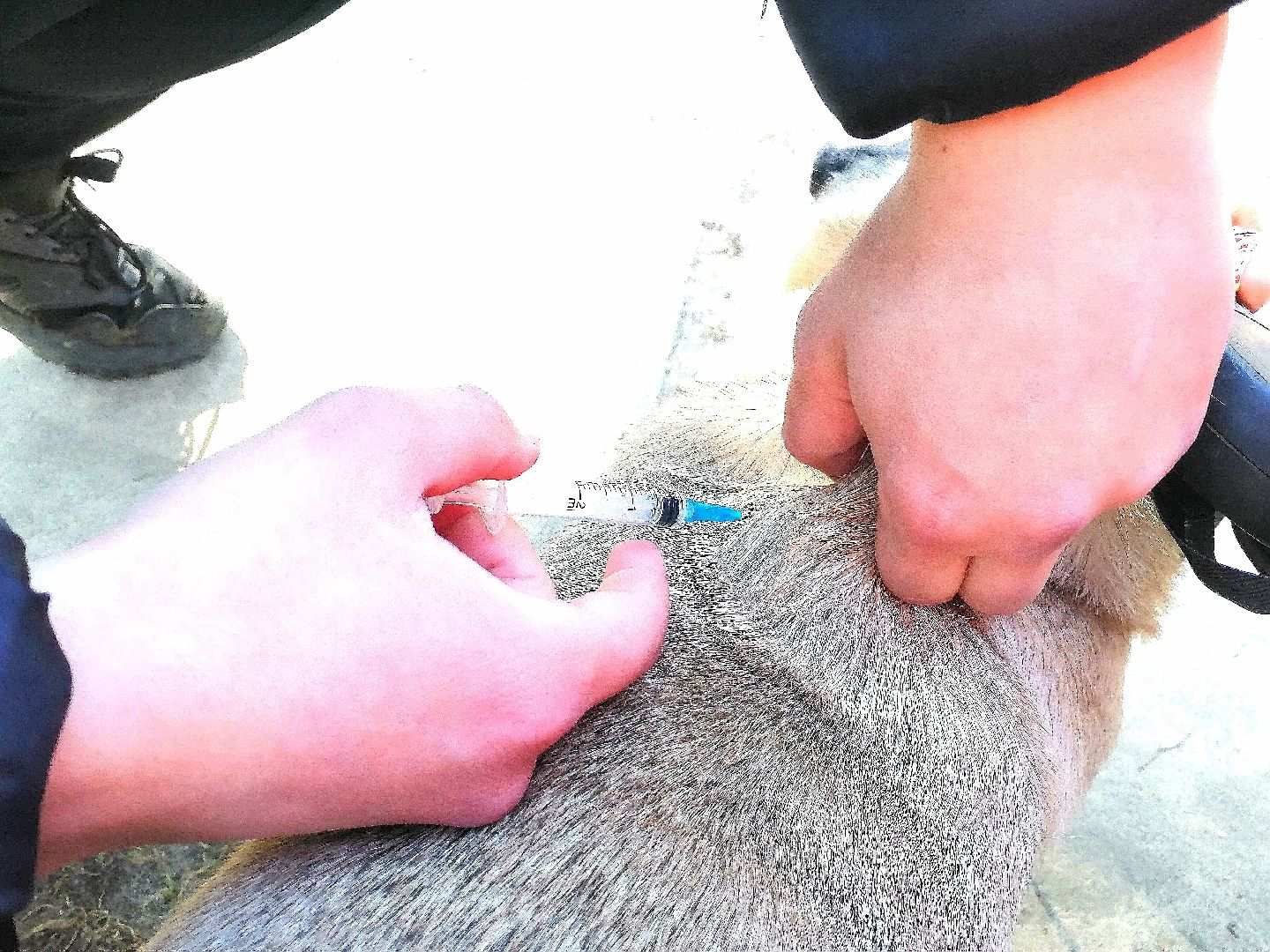 Протвино, вакцинация, бешенство, домашние животные, забота