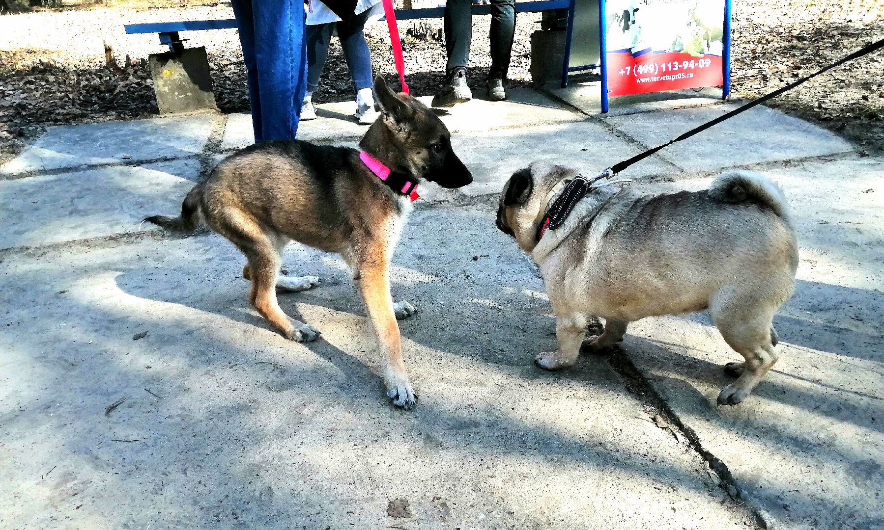 Протвино, вакцинация, бешенство, домашние животные, забота