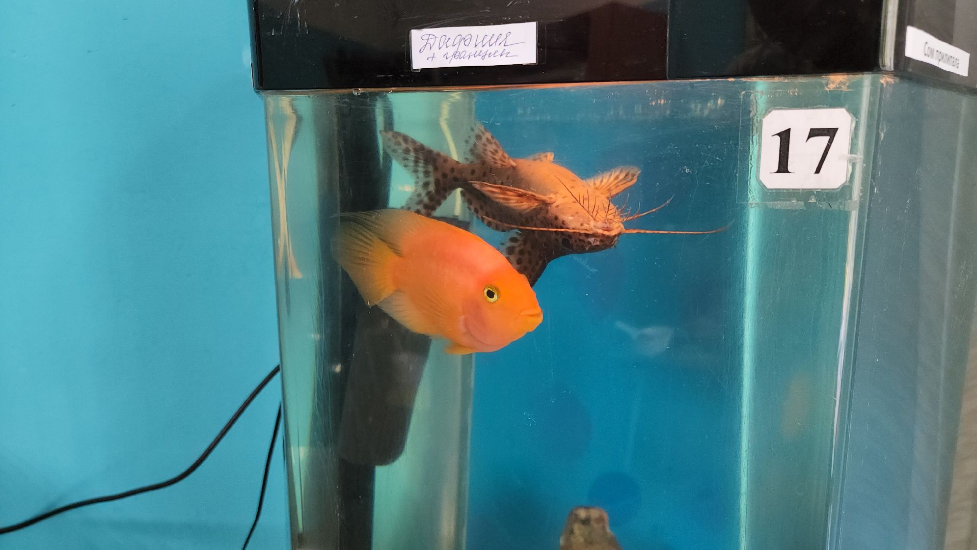 кашира, трудовой лагерь, летние каникулы, детский экологический центр, уход за животными,