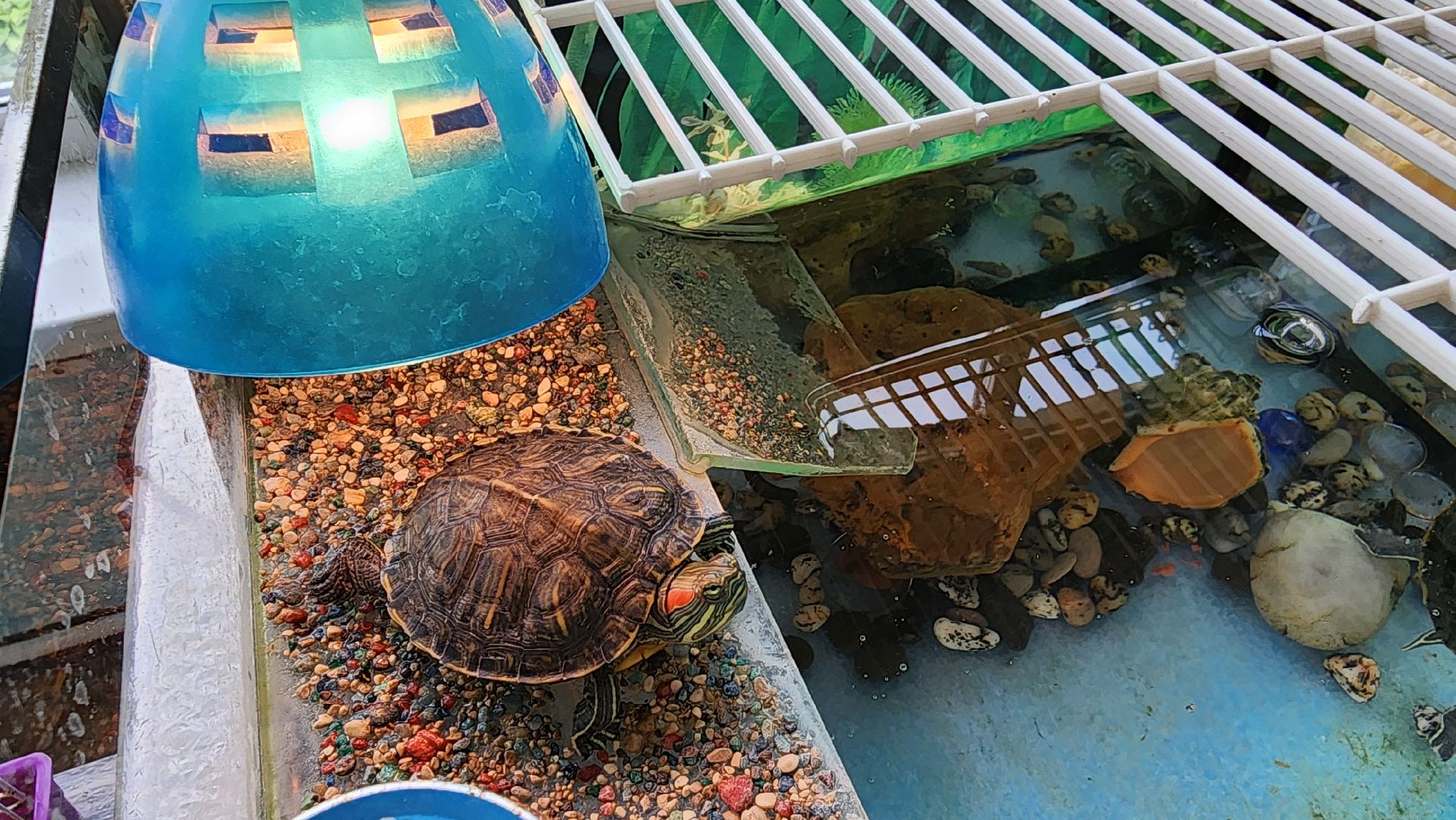 кашира, трудовой лагерь, летние каникулы, детский экологический центр, уход за животными,