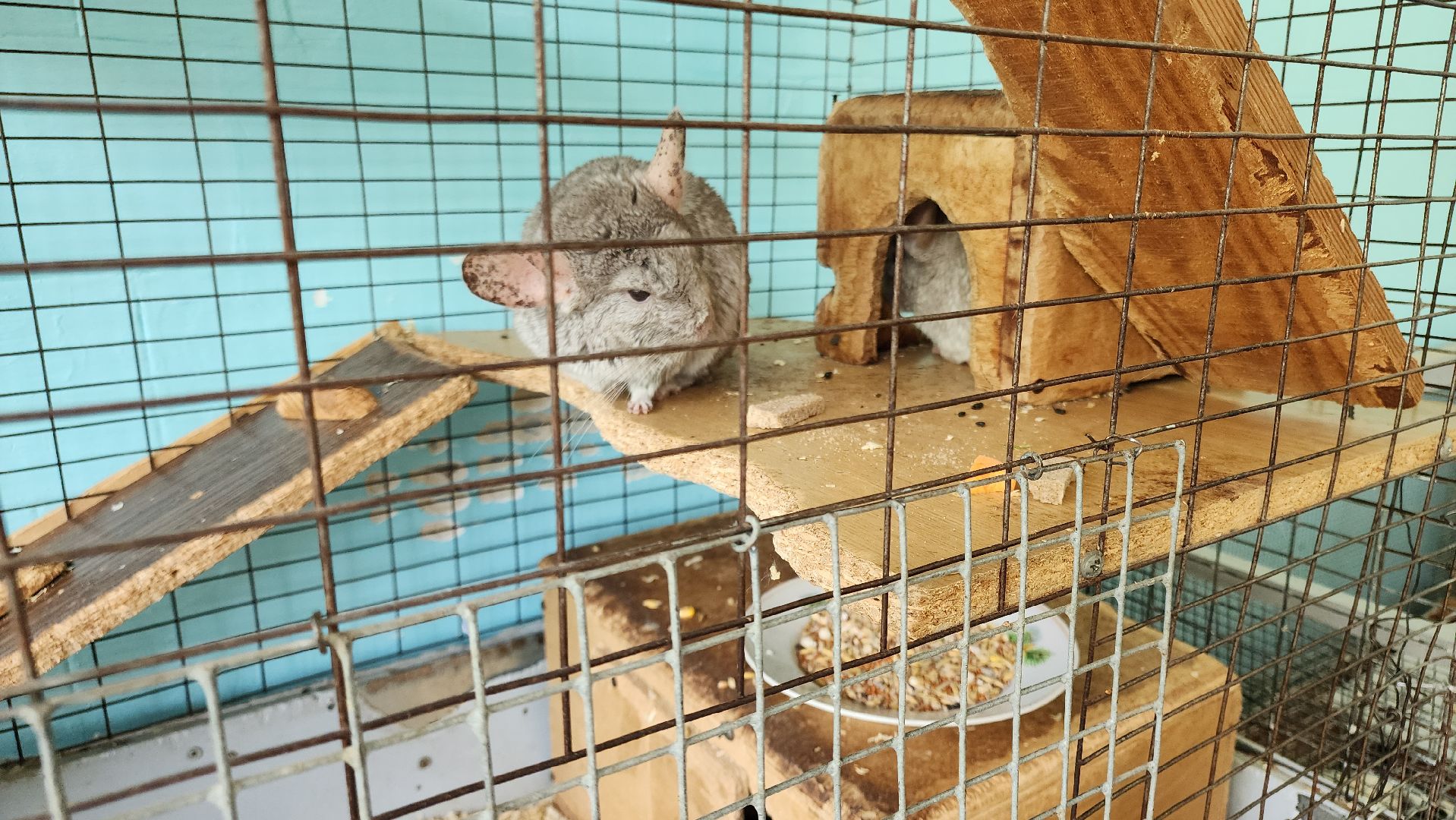 кашира, трудовой лагерь, летние каникулы, детский экологический центр, уход за животными,