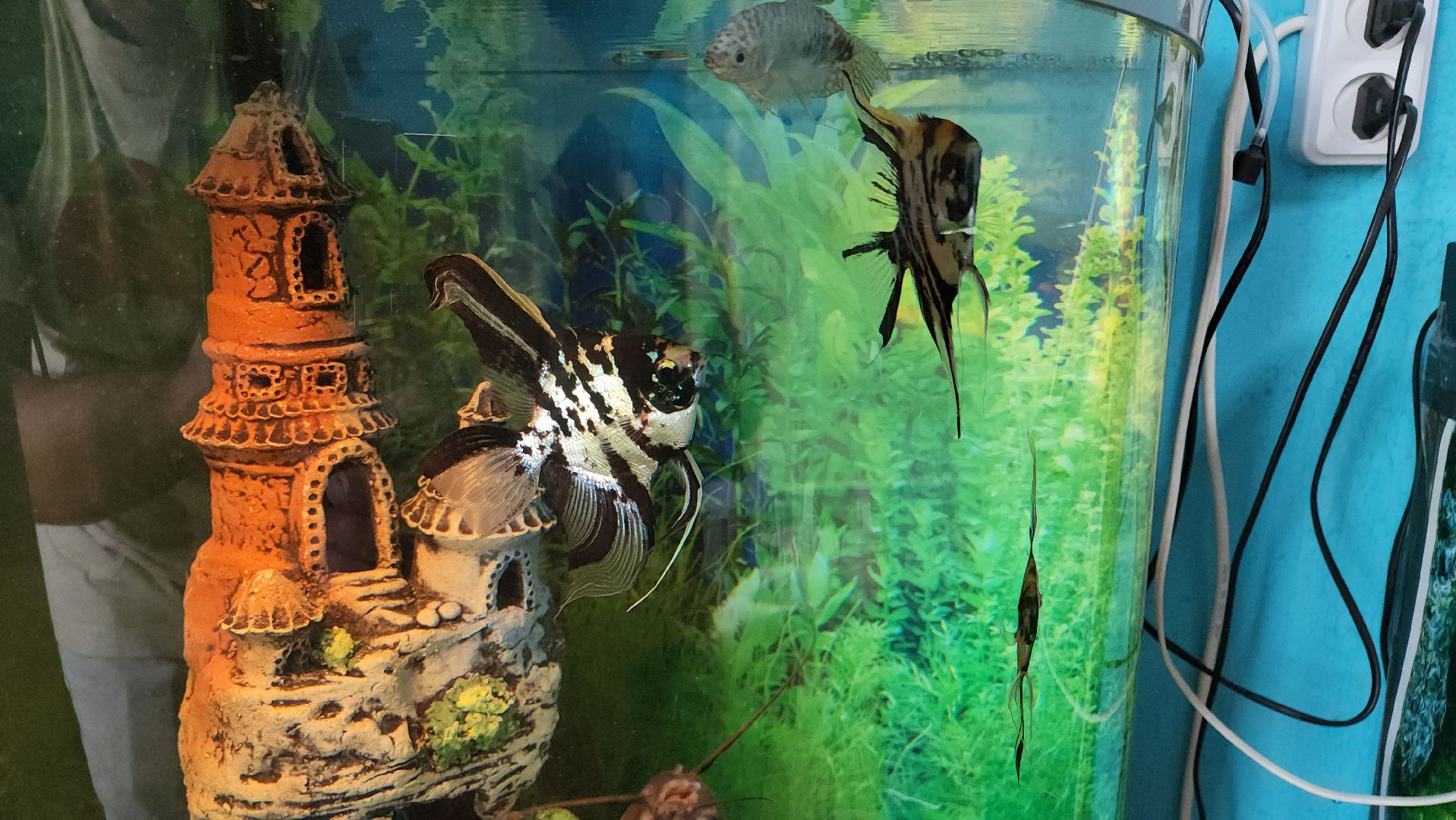 кашира, трудовой лагерь, летние каникулы, детский экологический центр, уход за животными,