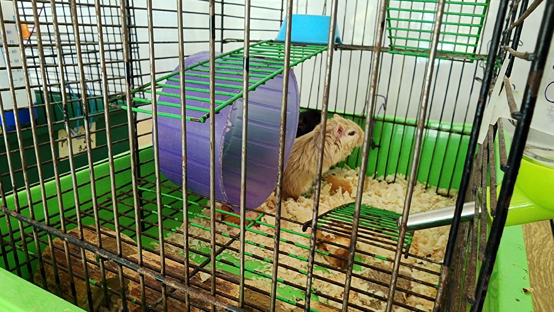 кашира, трудовой лагерь, летние каникулы, детский экологический центр, уход за животными,