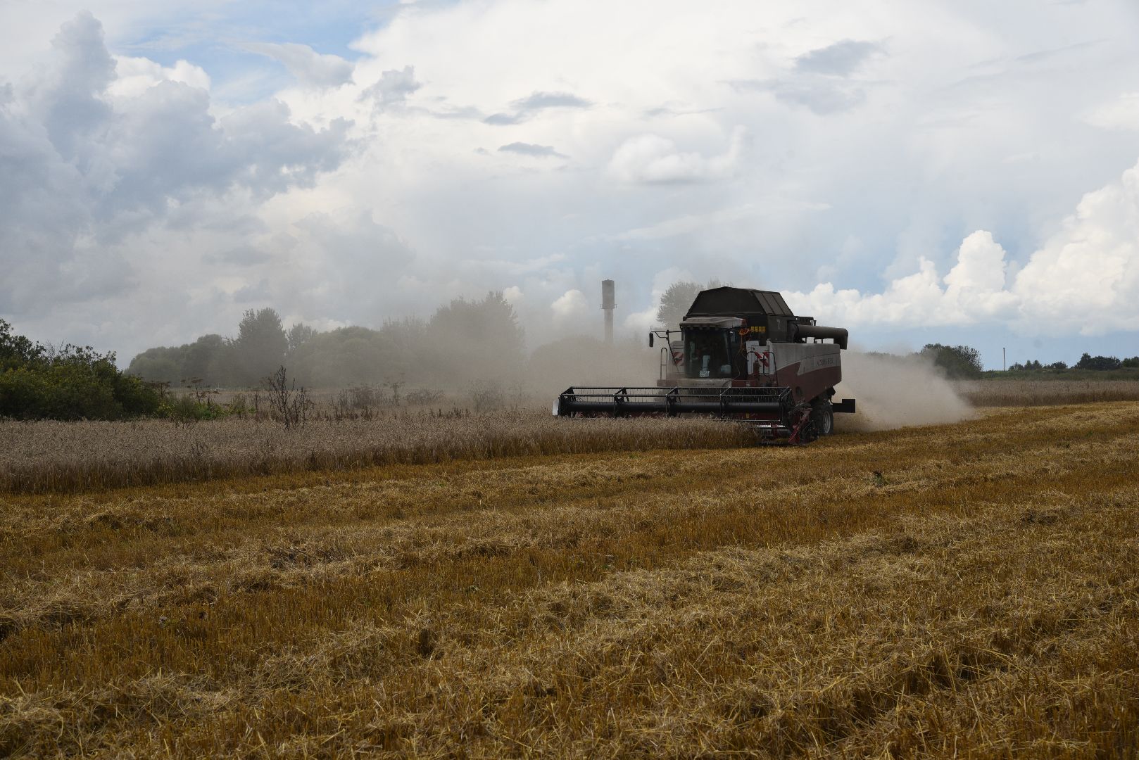 лотошино, сельское хозяйство, пшеница, урожай,