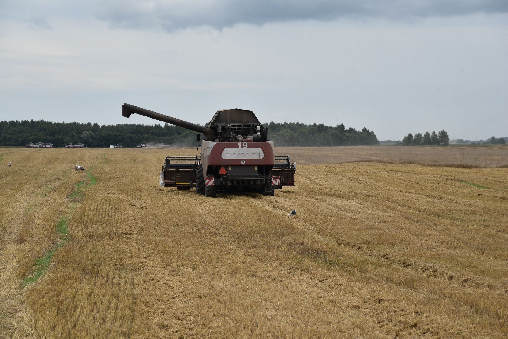 лотошино, сельское хозяйство, пшеница, урожай,