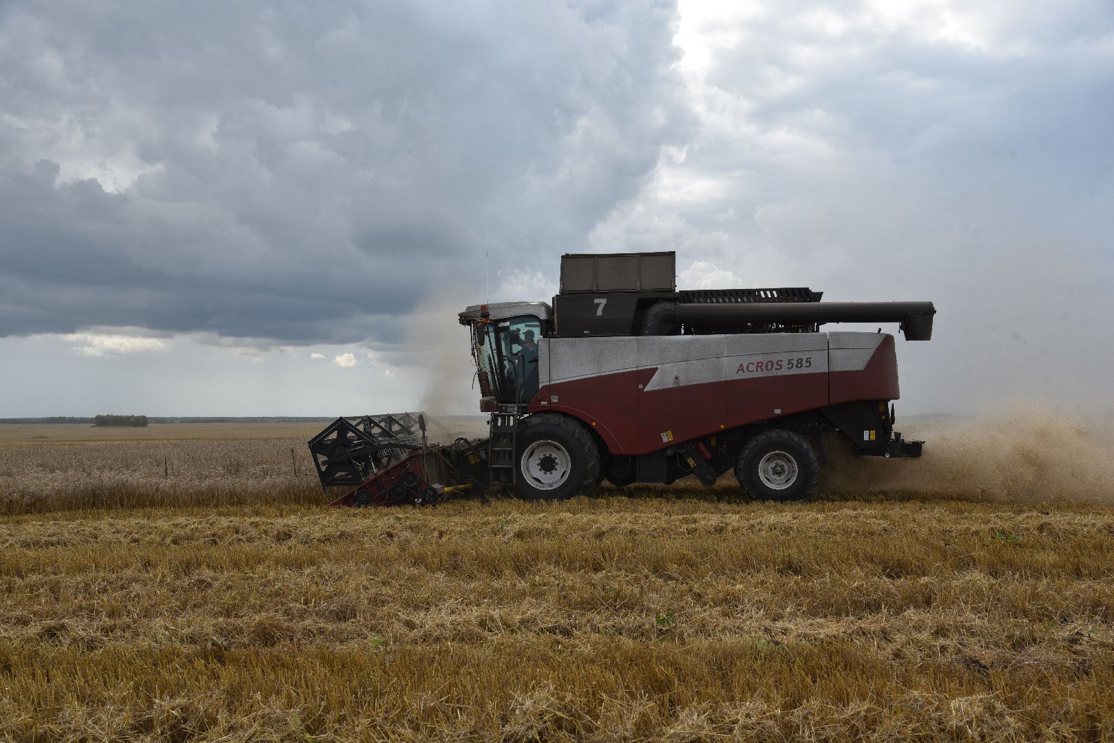 лотошино, сельское хозяйство, пшеница, урожай,