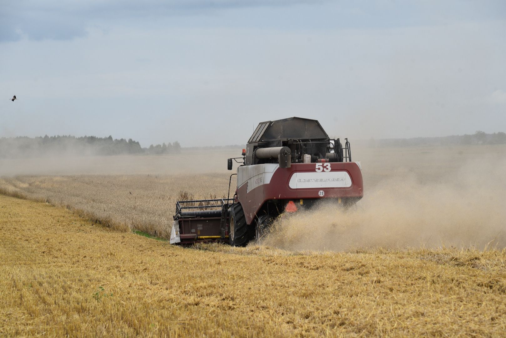 лотошино, сельское хозяйство, пшеница, урожай,