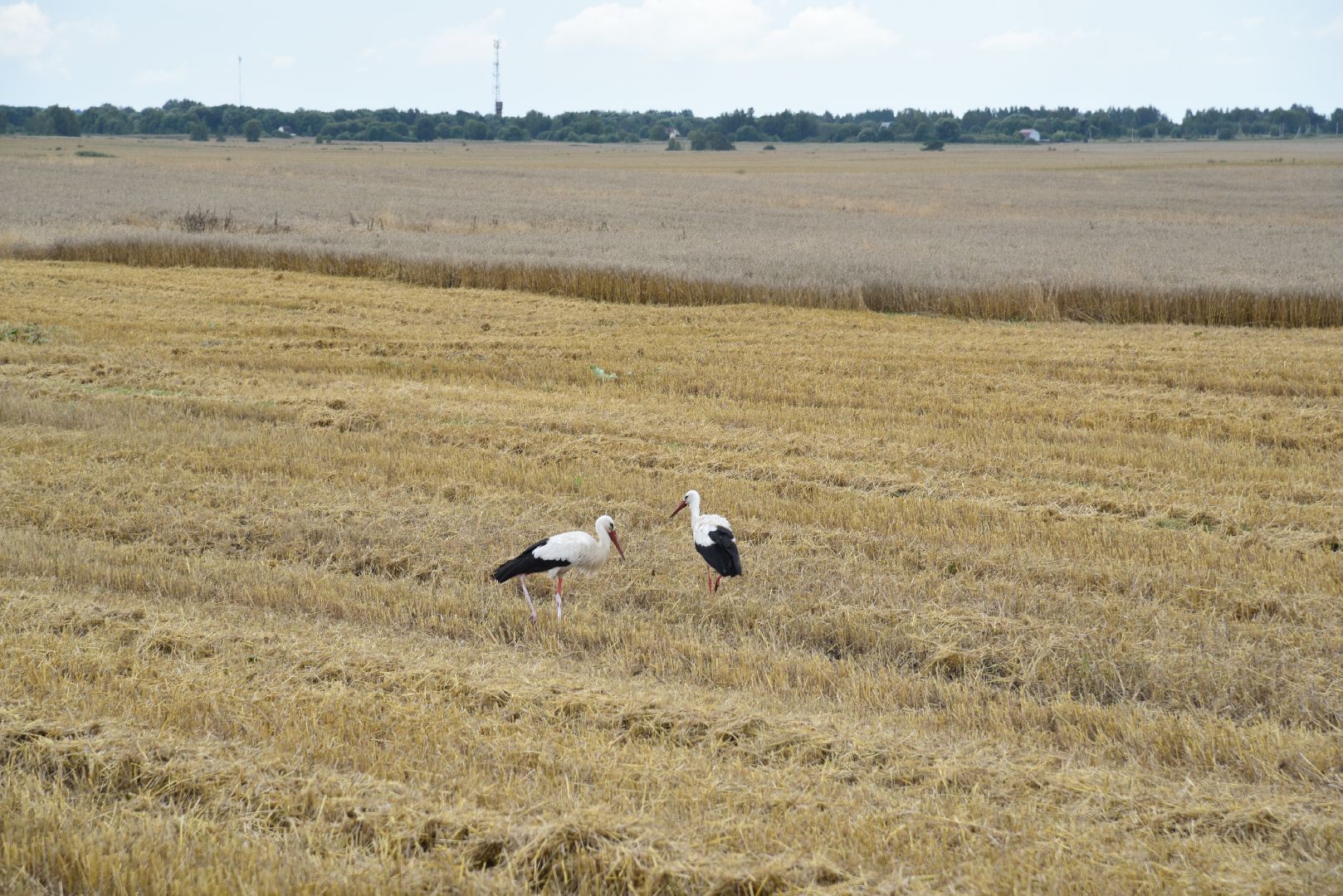 лотошино, сельское хозяйство, пшеница, урожай,