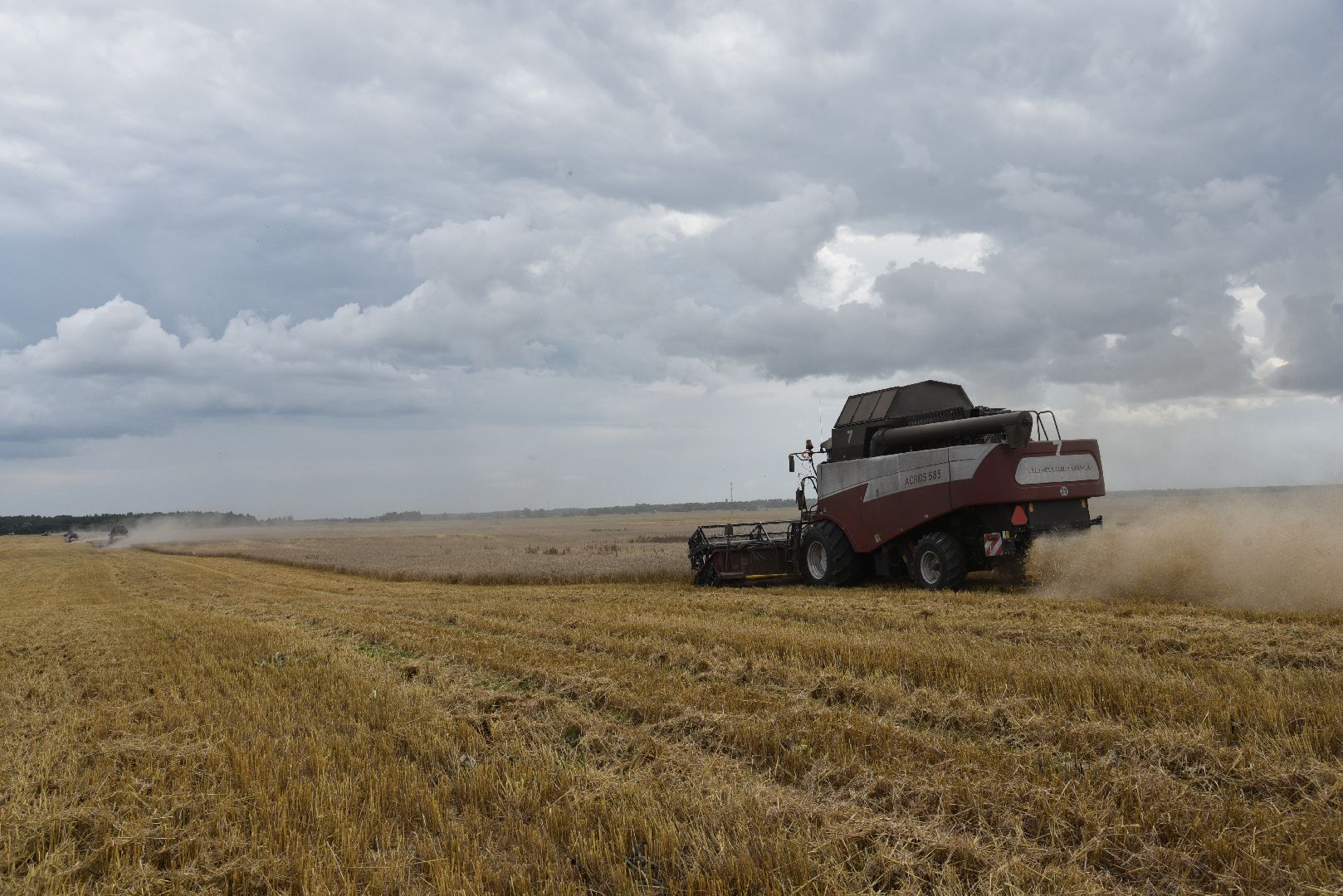 лотошино, сельское хозяйство, пшеница, урожай,