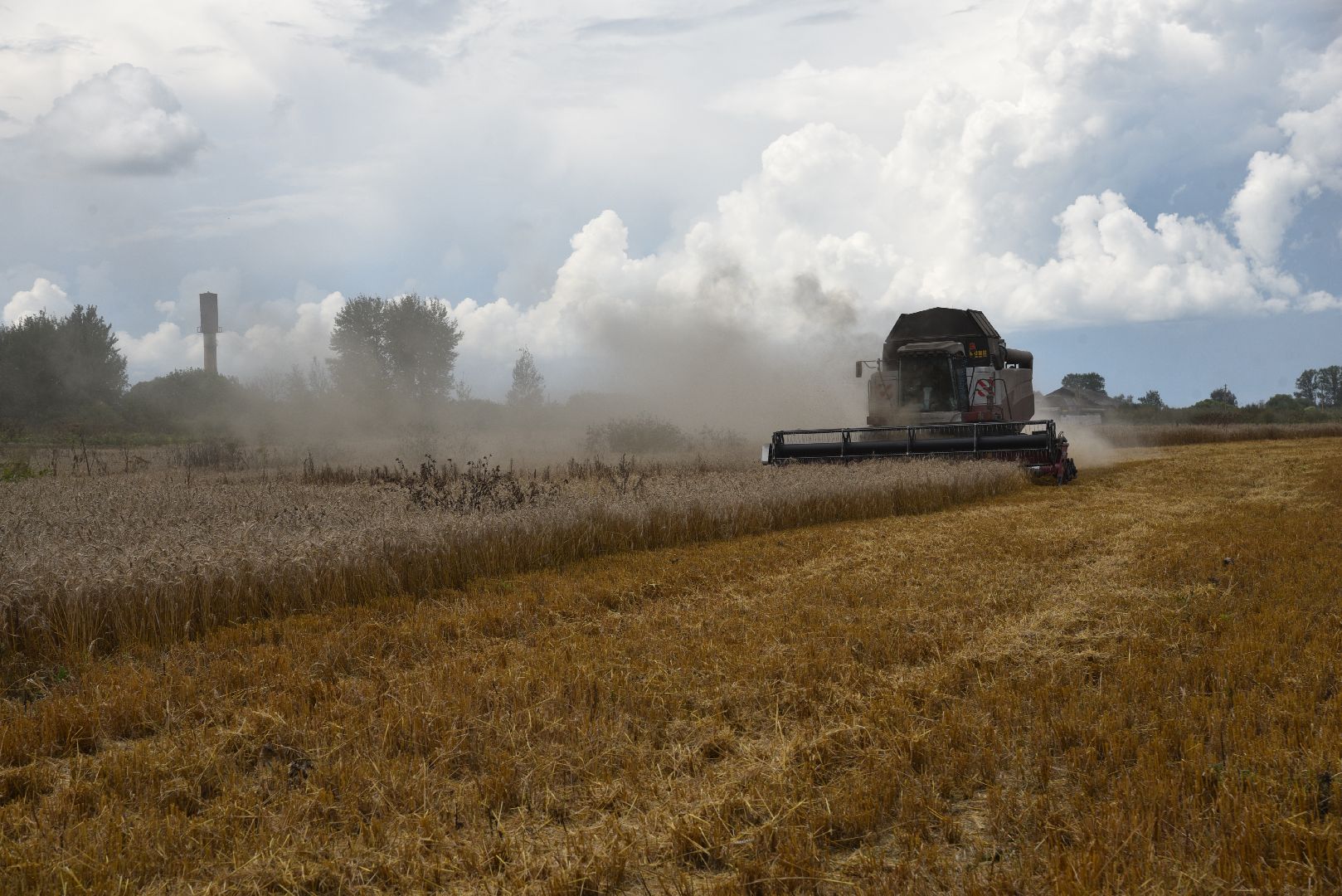 лотошино, сельское хозяйство, пшеница, урожай,