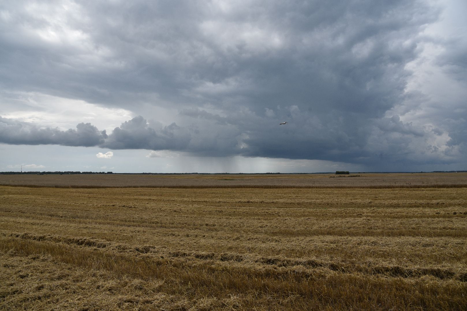 лотошино, сельское хозяйство, пшеница, урожай,