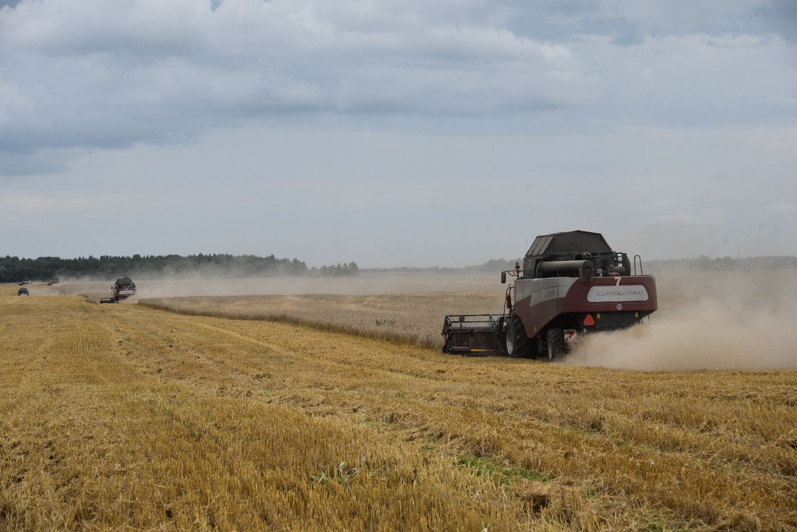 лотошино, сельское хозяйство, пшеница, урожай,