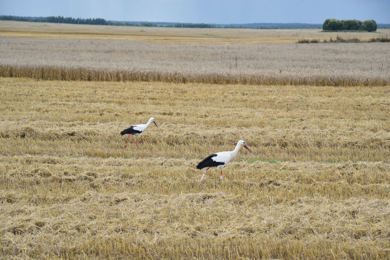 лотошино, сельское хозяйство, пшеница, урожай,