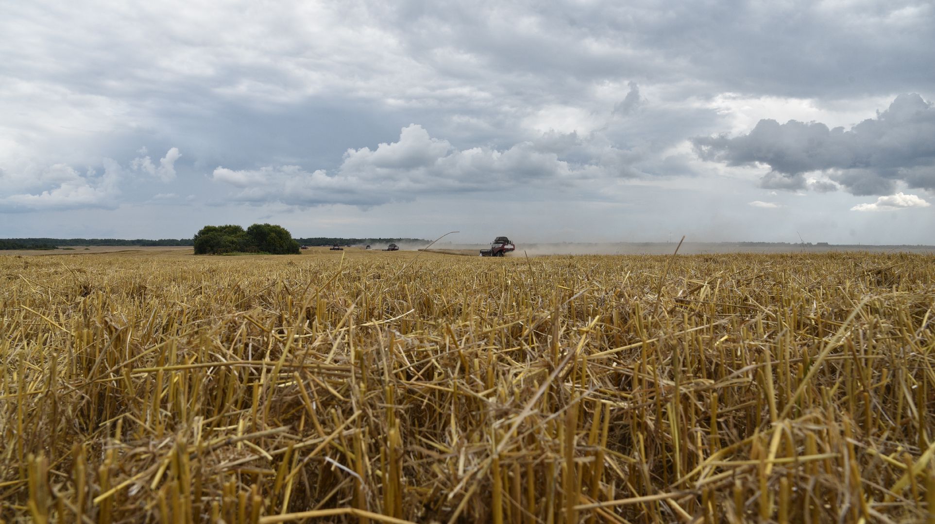 лотошино, сельское хозяйство, пшеница, урожай,