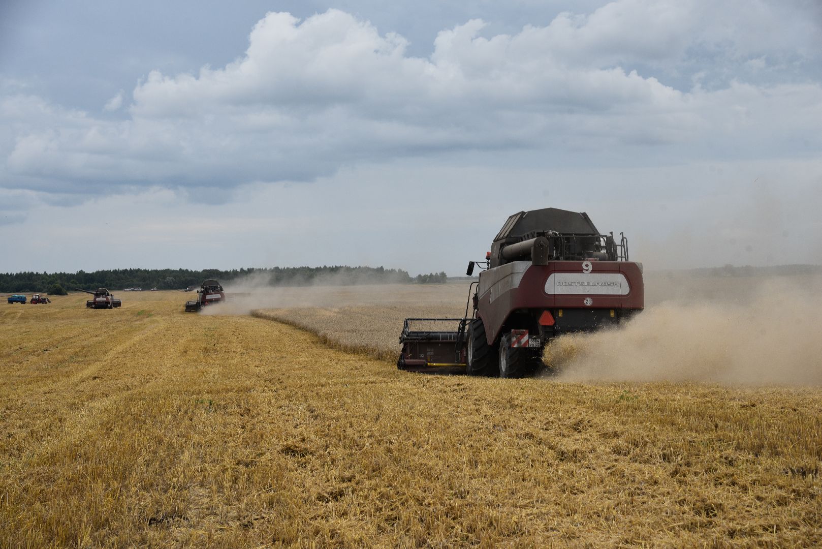 лотошино, сельское хозяйство, пшеница, урожай,