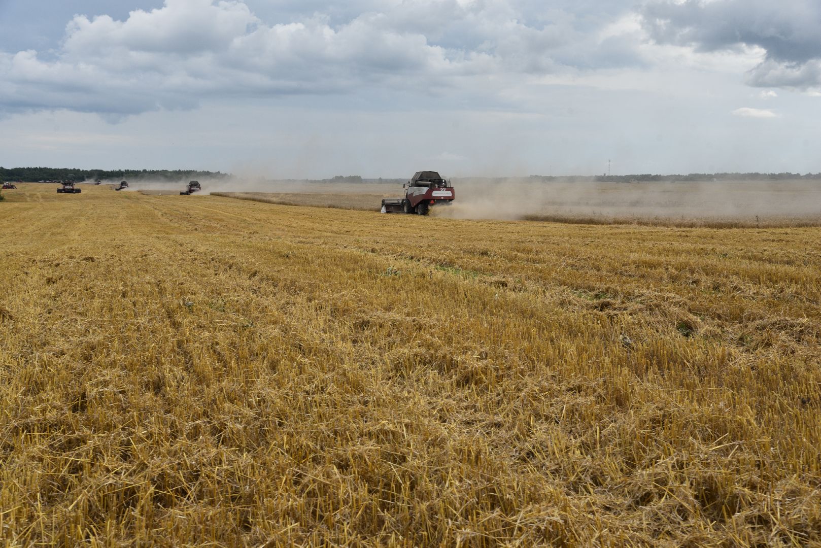 лотошино, сельское хозяйство, пшеница, урожай,