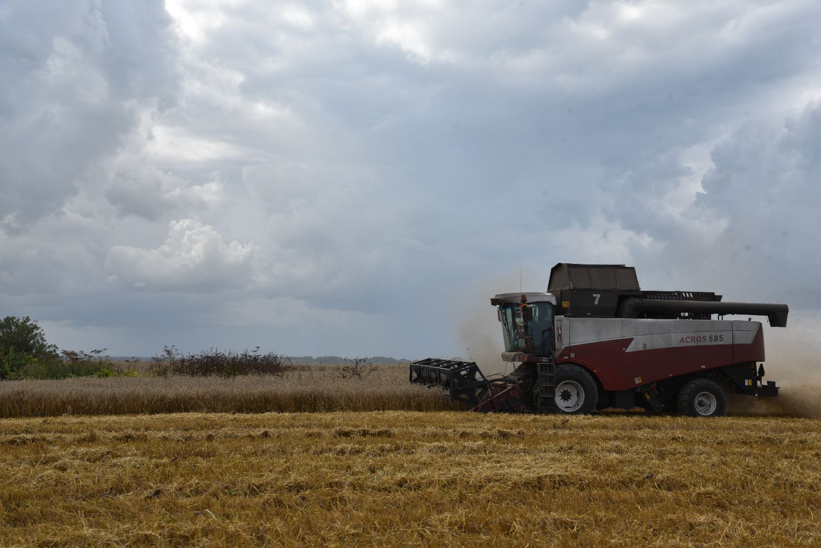 лотошино, сельское хозяйство, пшеница, урожай,