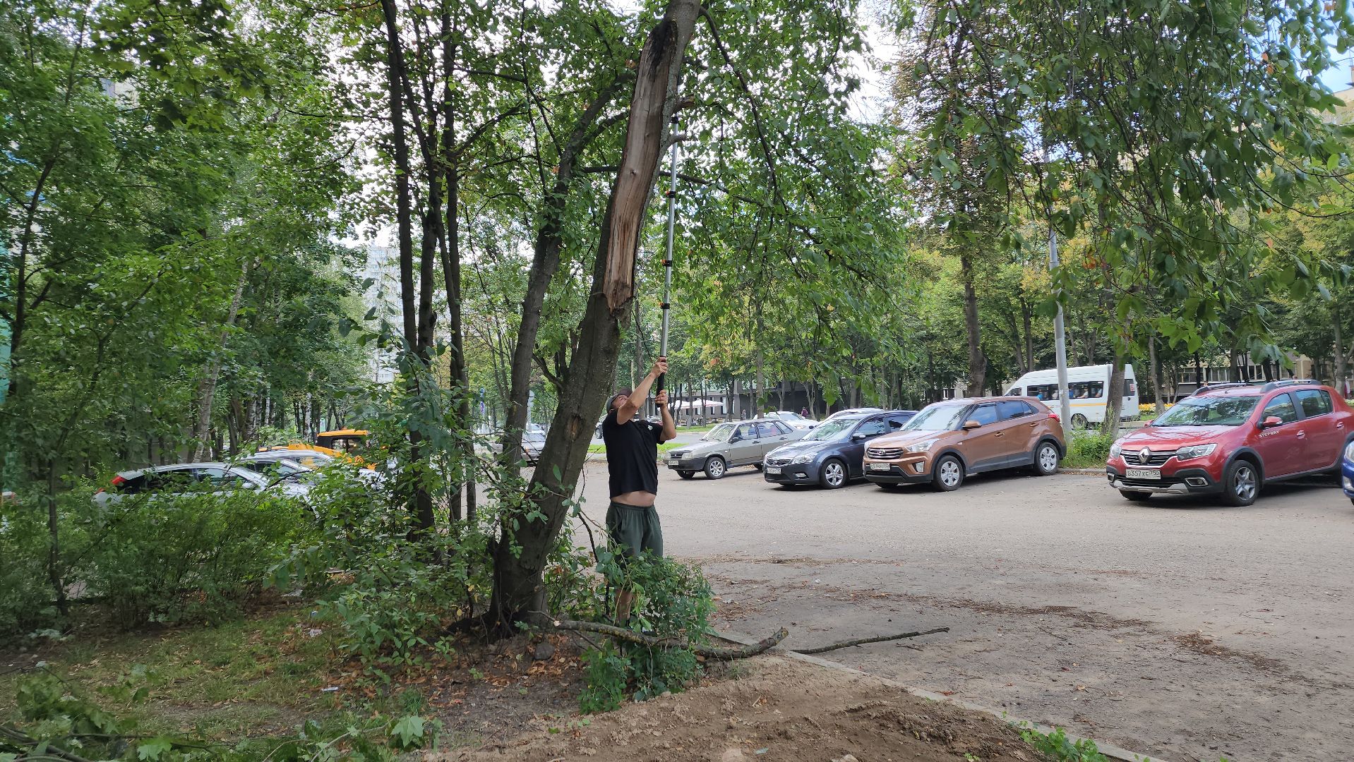 обрезка деревьев, пушкино, благоустройство, коммунальная служба,