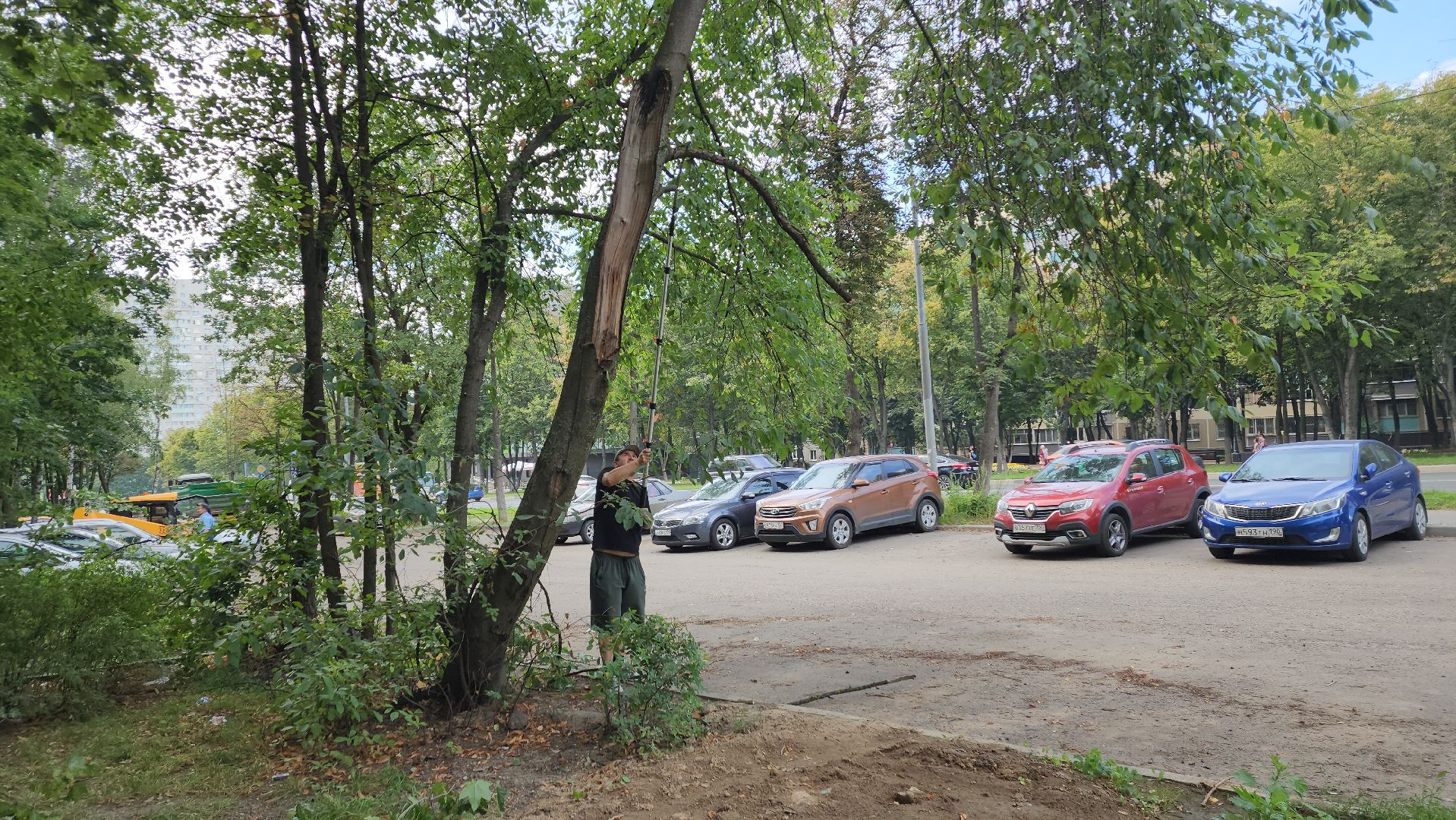 обрезка деревьев, пушкино, благоустройство, коммунальная служба,