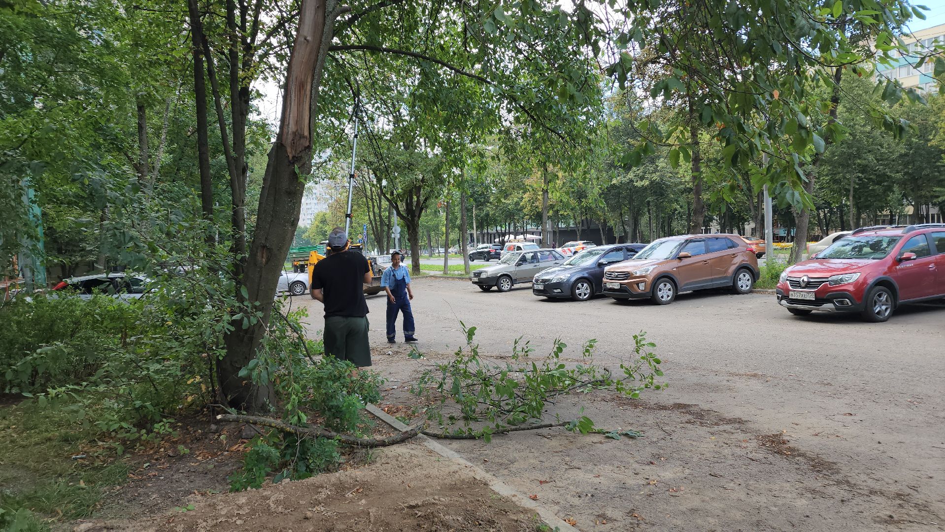 обрезка деревьев, пушкино, благоустройство, коммунальная служба,