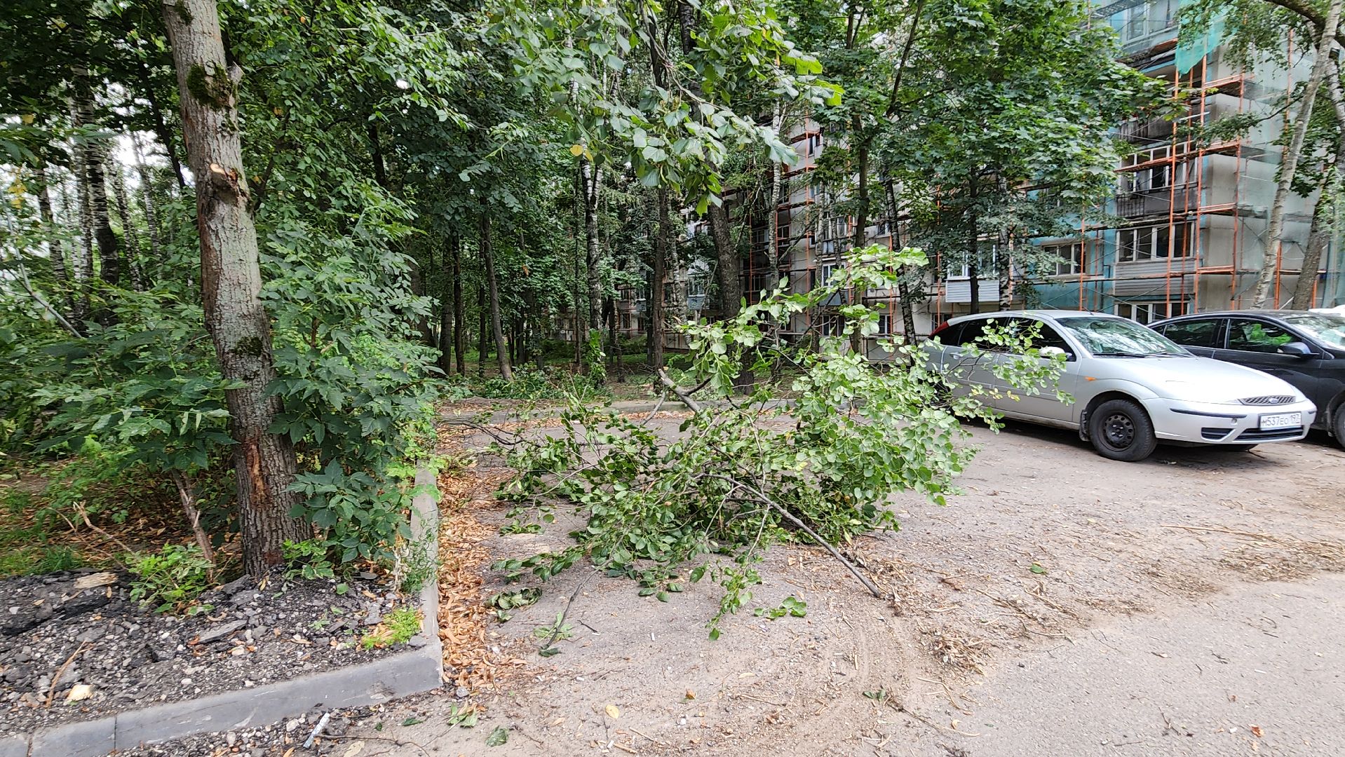 обрезка деревьев, пушкино, благоустройство, коммунальная служба,