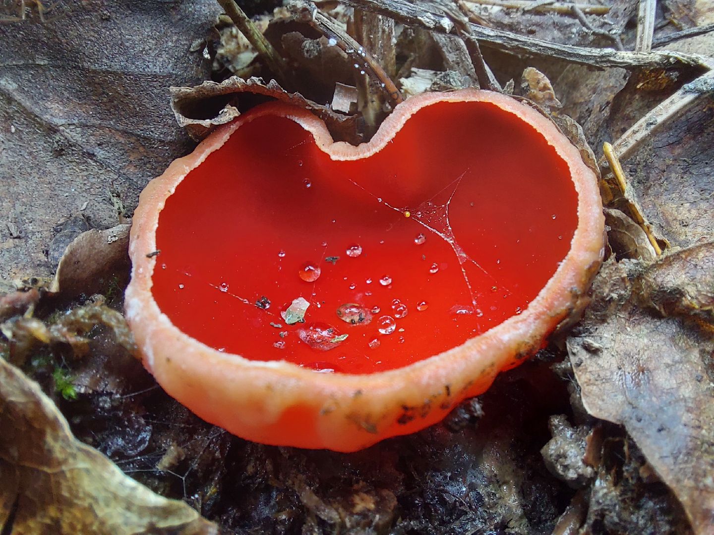 Грибы, Звенигород, Строчки, Саркосцифы