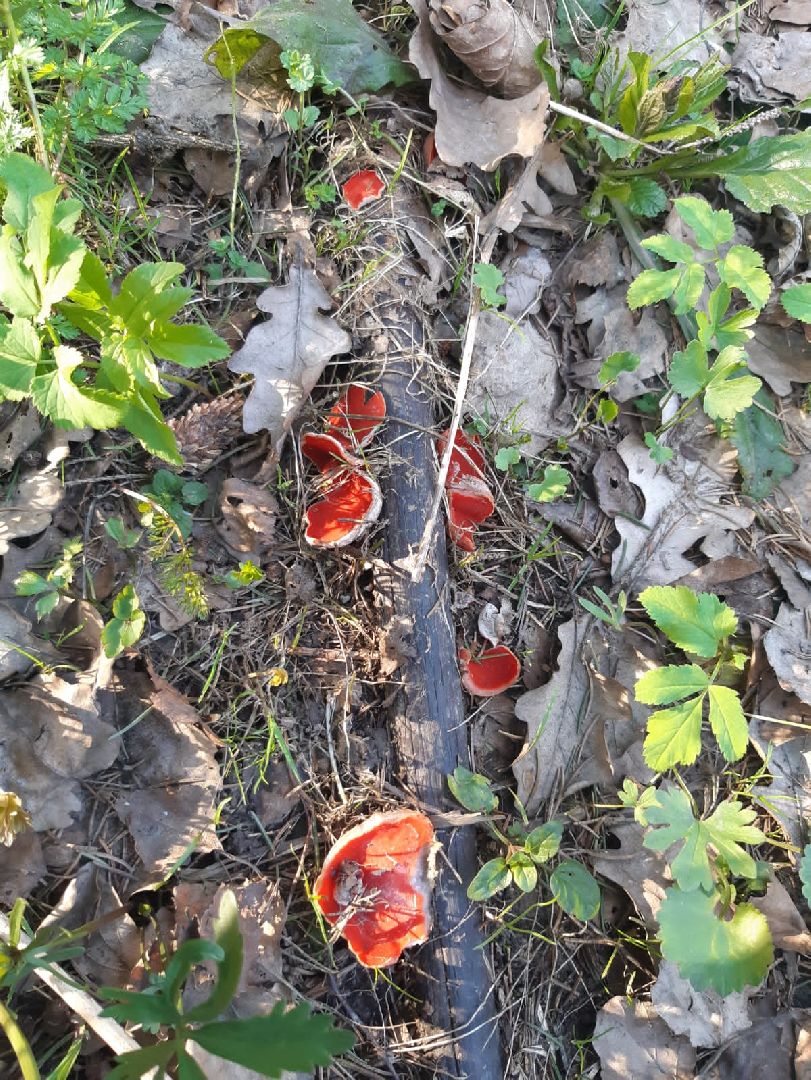 Грибы, Звенигород, Строчки, Саркосцифы