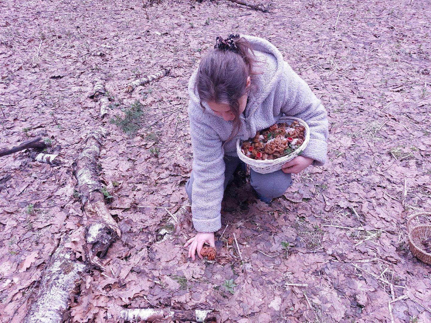 Грибы, Звенигород, Строчки, Саркосцифы