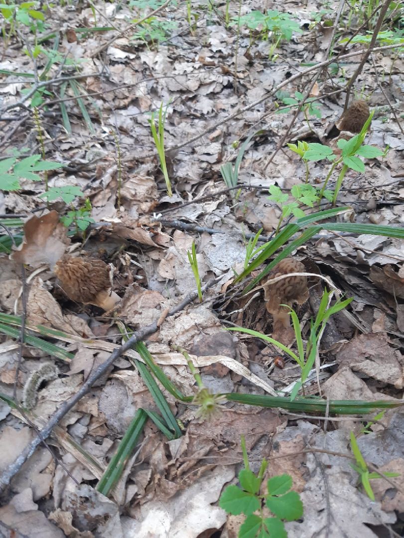 Грибы, Звенигород, Строчки, Саркосцифы