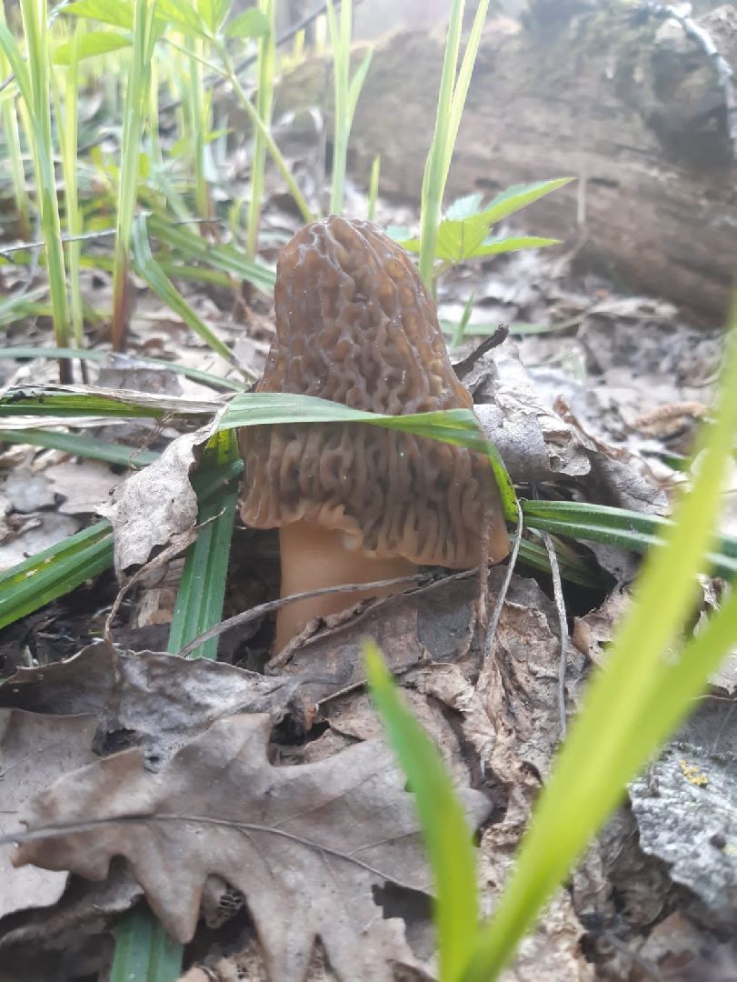 Грибы, Звенигород, Строчки, Саркосцифы