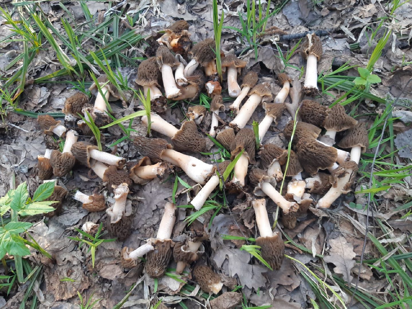 Грибы, Звенигород, Строчки, Саркосцифы